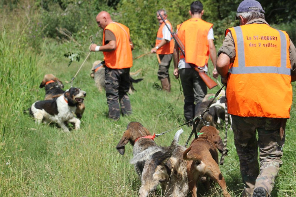 Wild Boar Hunting in France