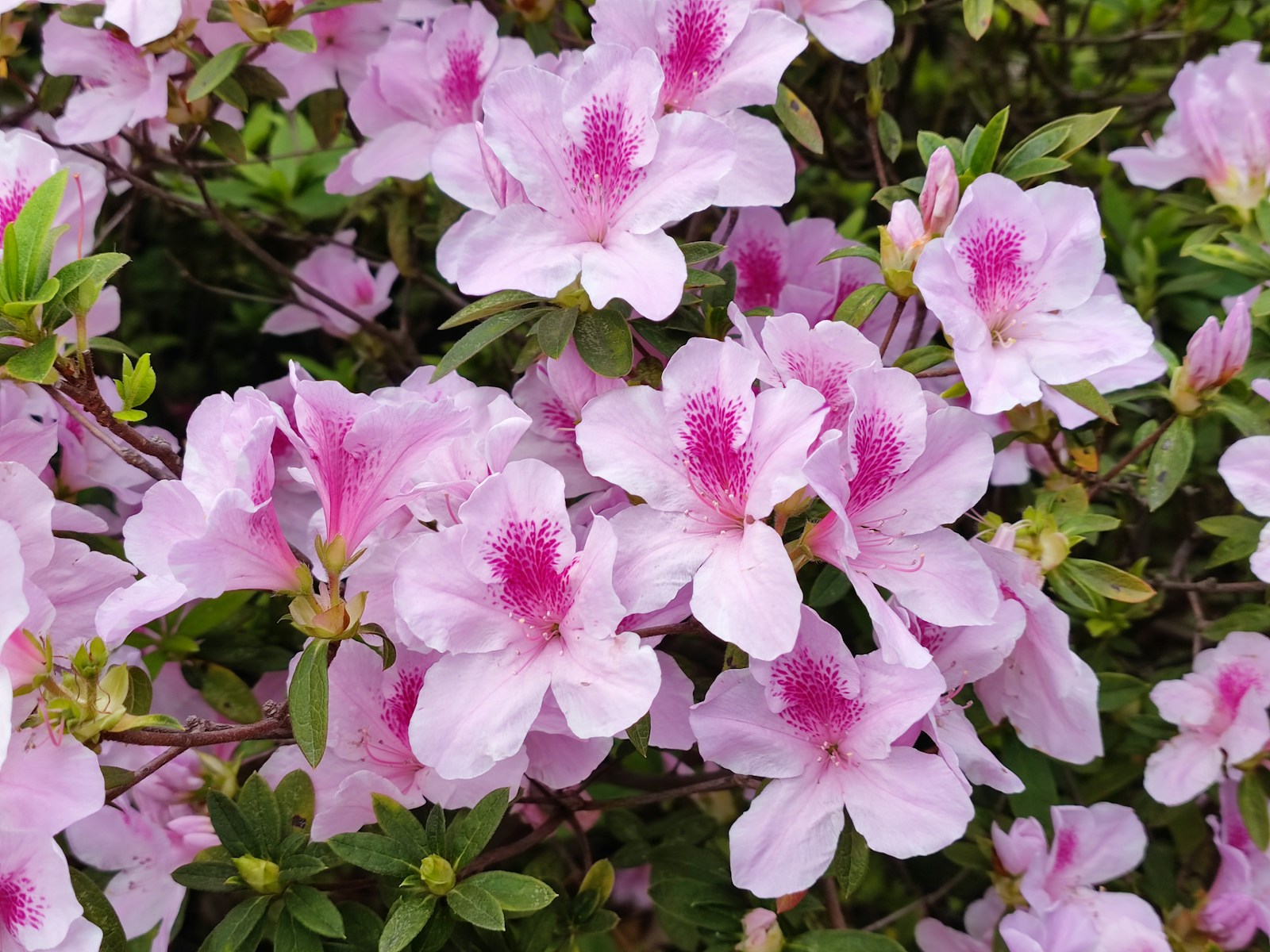 a bunch of Rhododendron flowers with green leaves