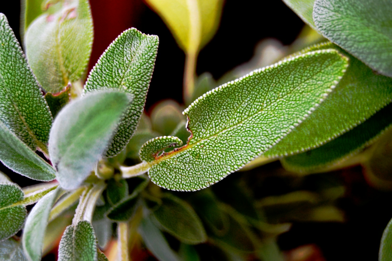 Plants used for Repellents for Bugs