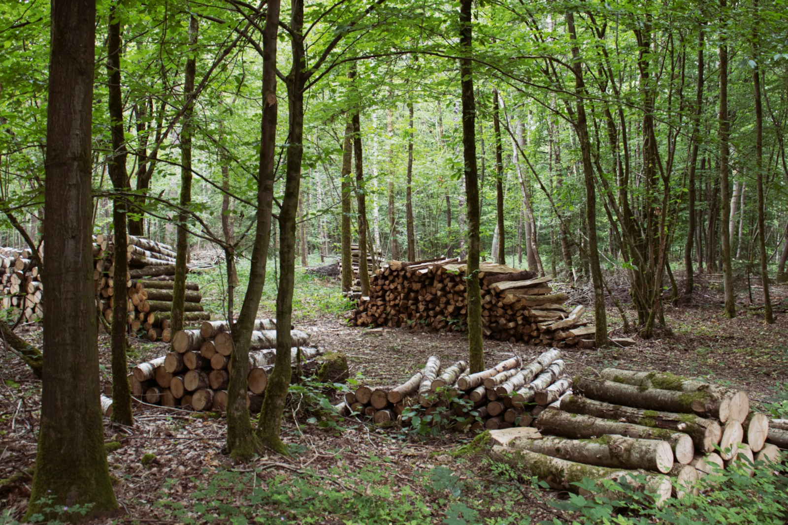 brown wood logs on ground surrounded by trees