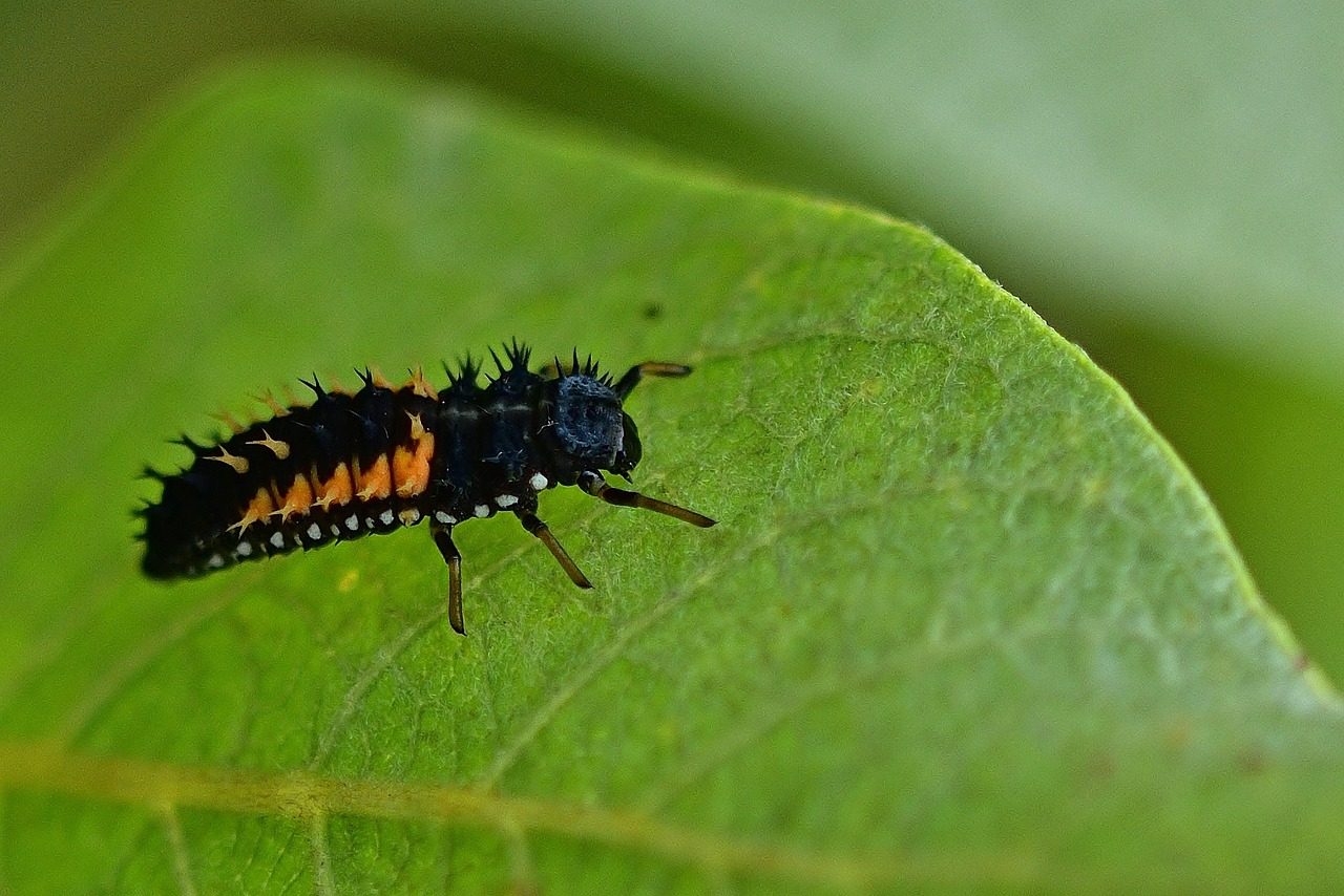 Bulletproof Beetle Larva (Assassin Caterpillar)