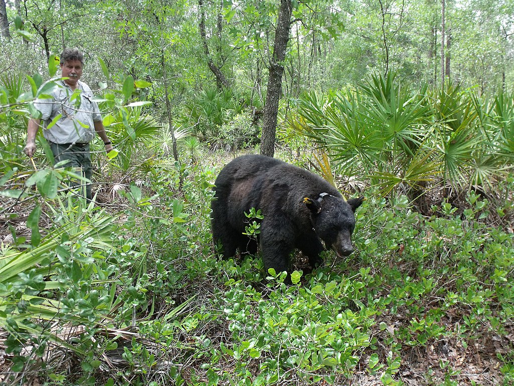 A Person Facing a Bear