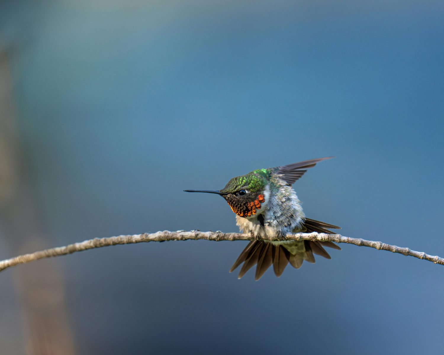 A vibrant hummingbird perched on a branch, showcasing its colorful feathers.