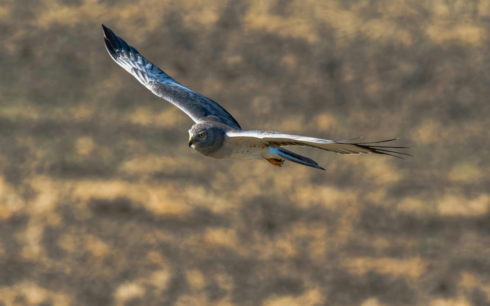 A Northern Harrier glides gracefully over a sunlit, open landscape.