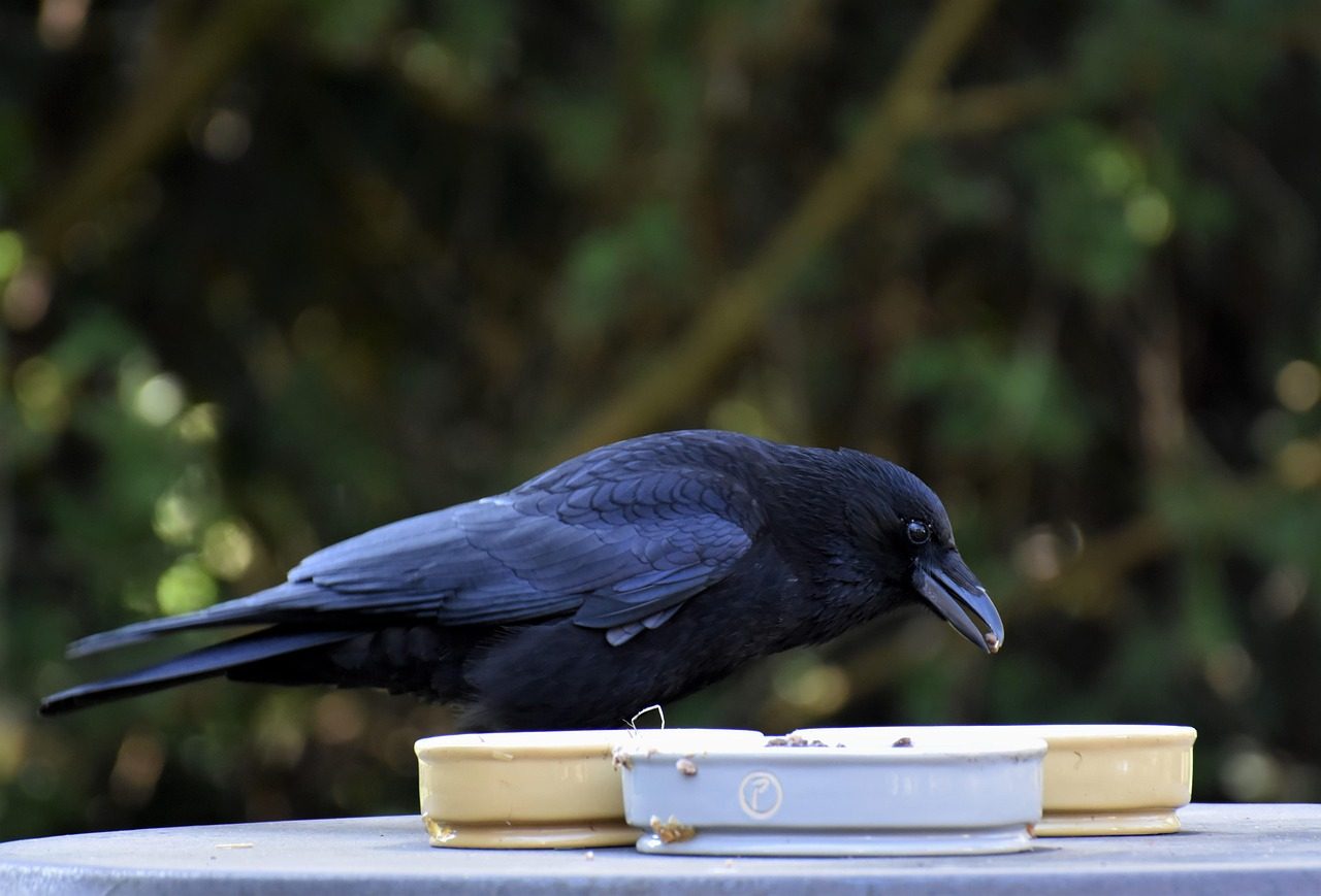 Crows Use Tools Like Experts