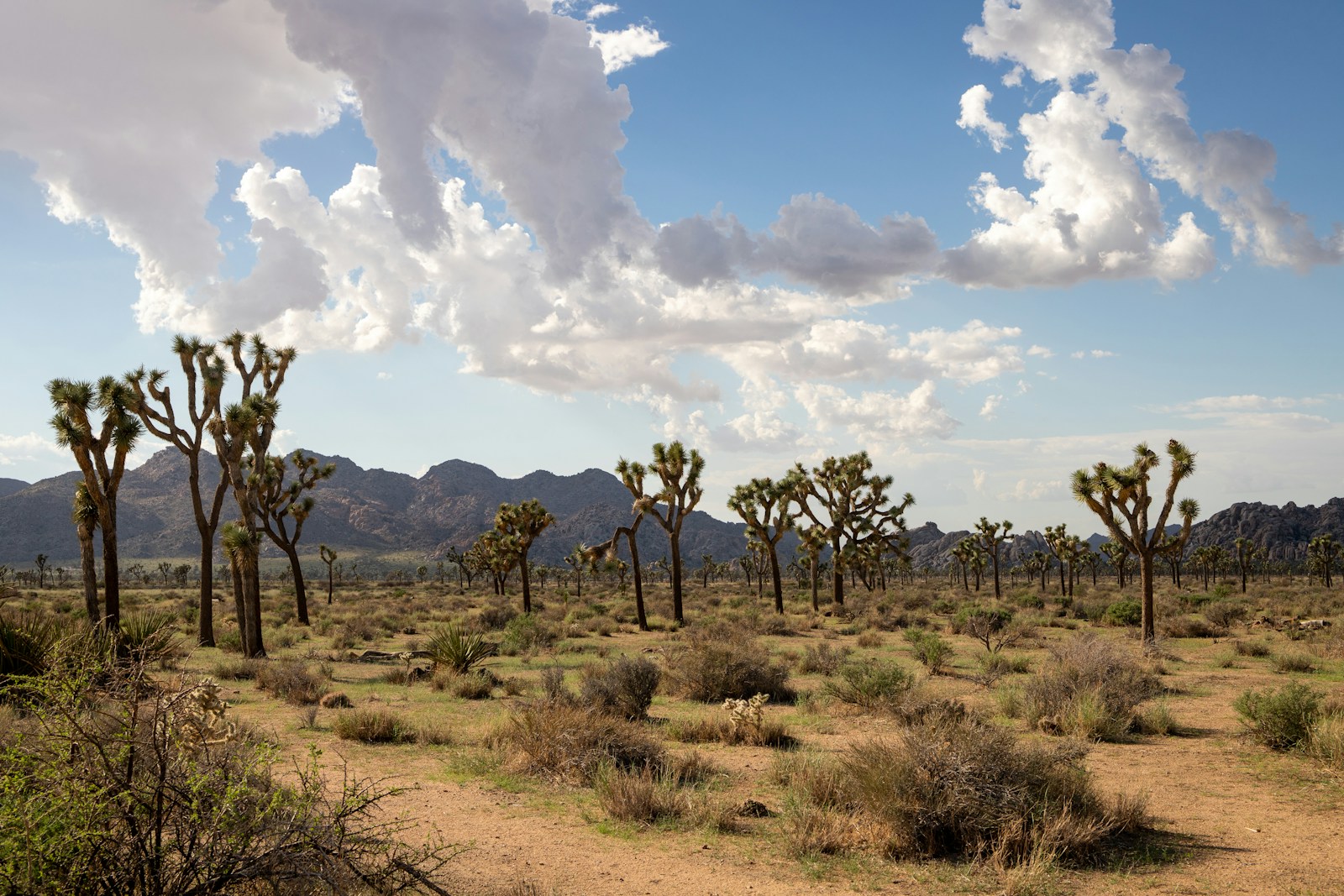 Arizona for Desert Wonders and Rugged Trails