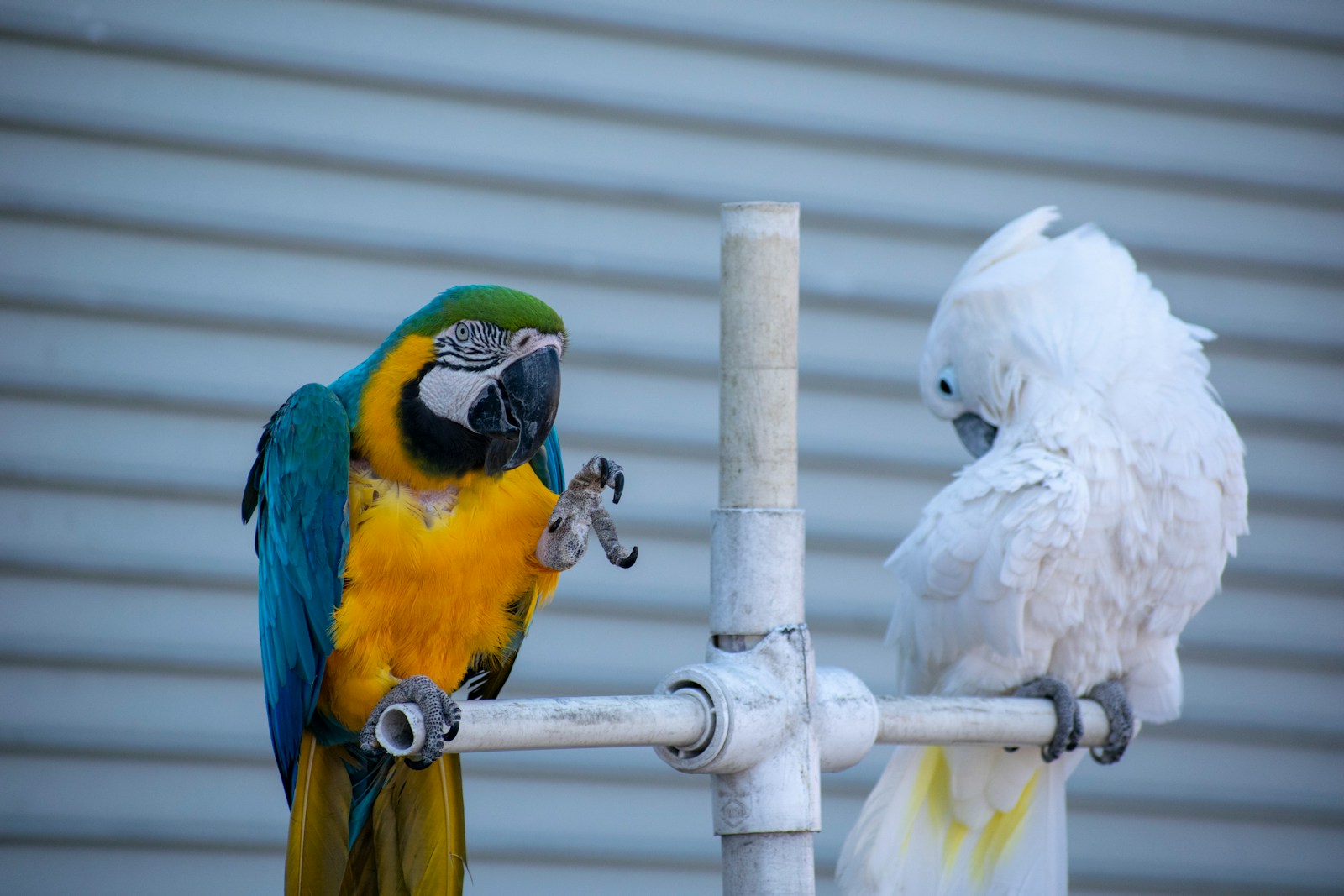 Parrots Imitating