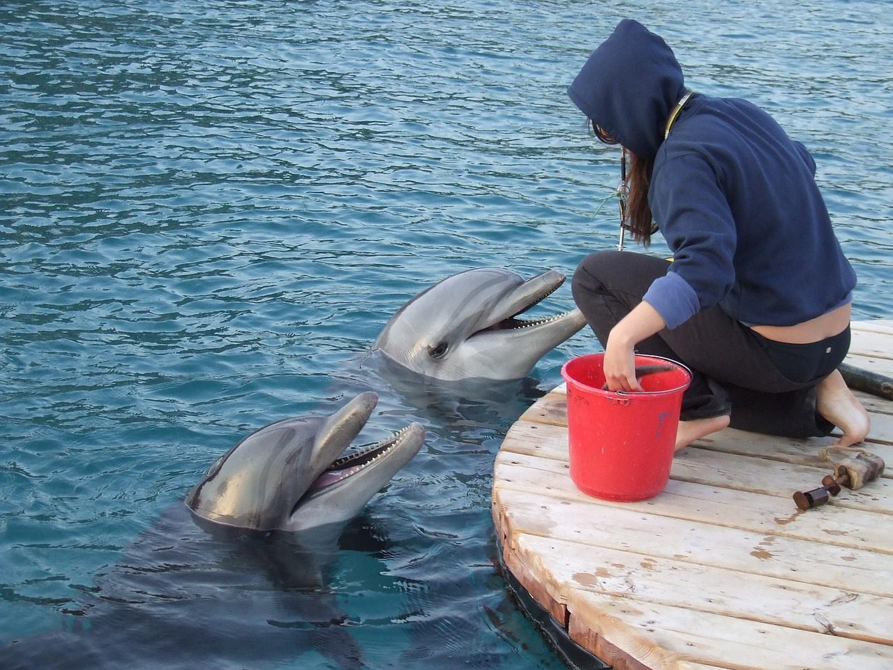 trainer with dolphin