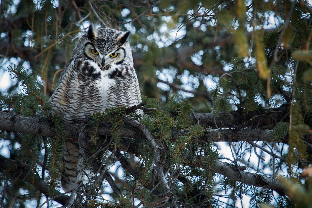 Great Horned Owl