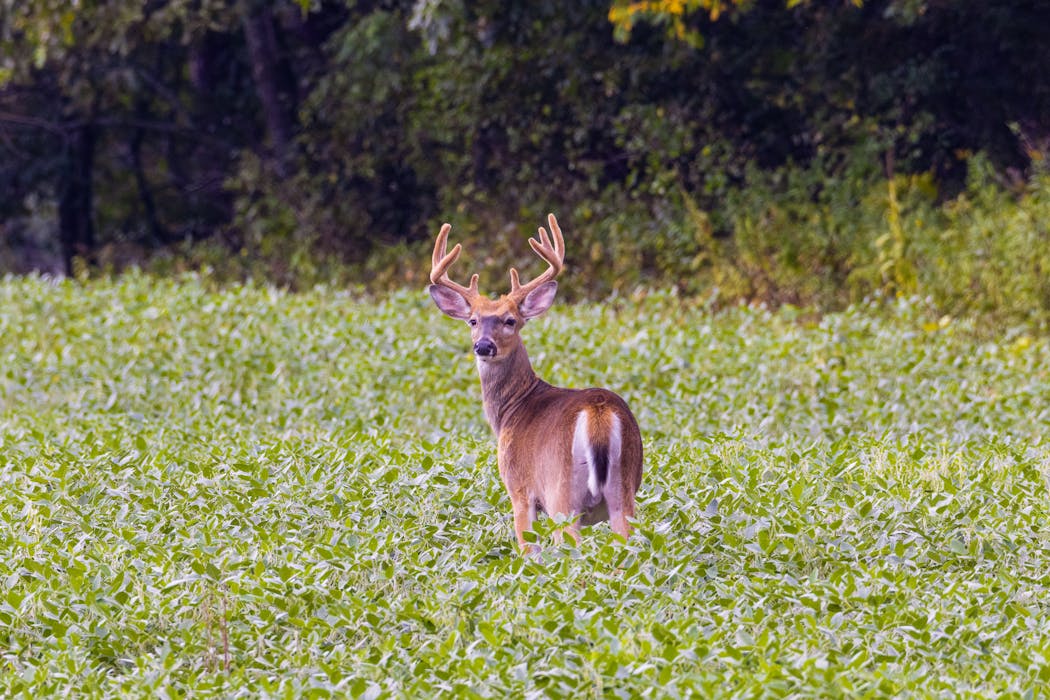 white tailed deer