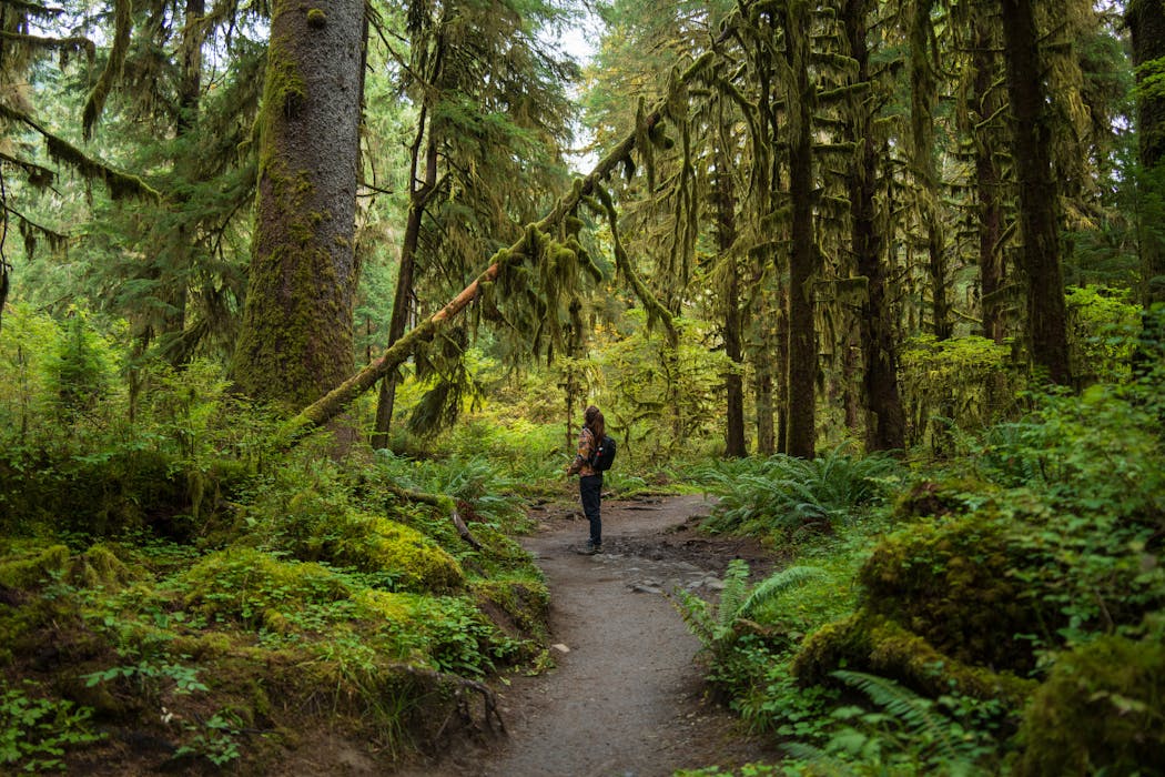 Hoh Rain Forest Trail, Washington