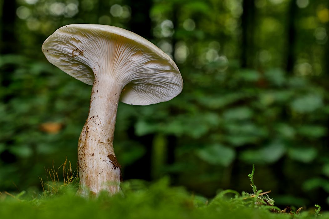 Chanterelle Mushrooms