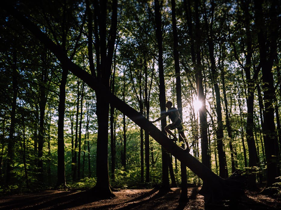 Man in Black Shirt Climbing on Tree
