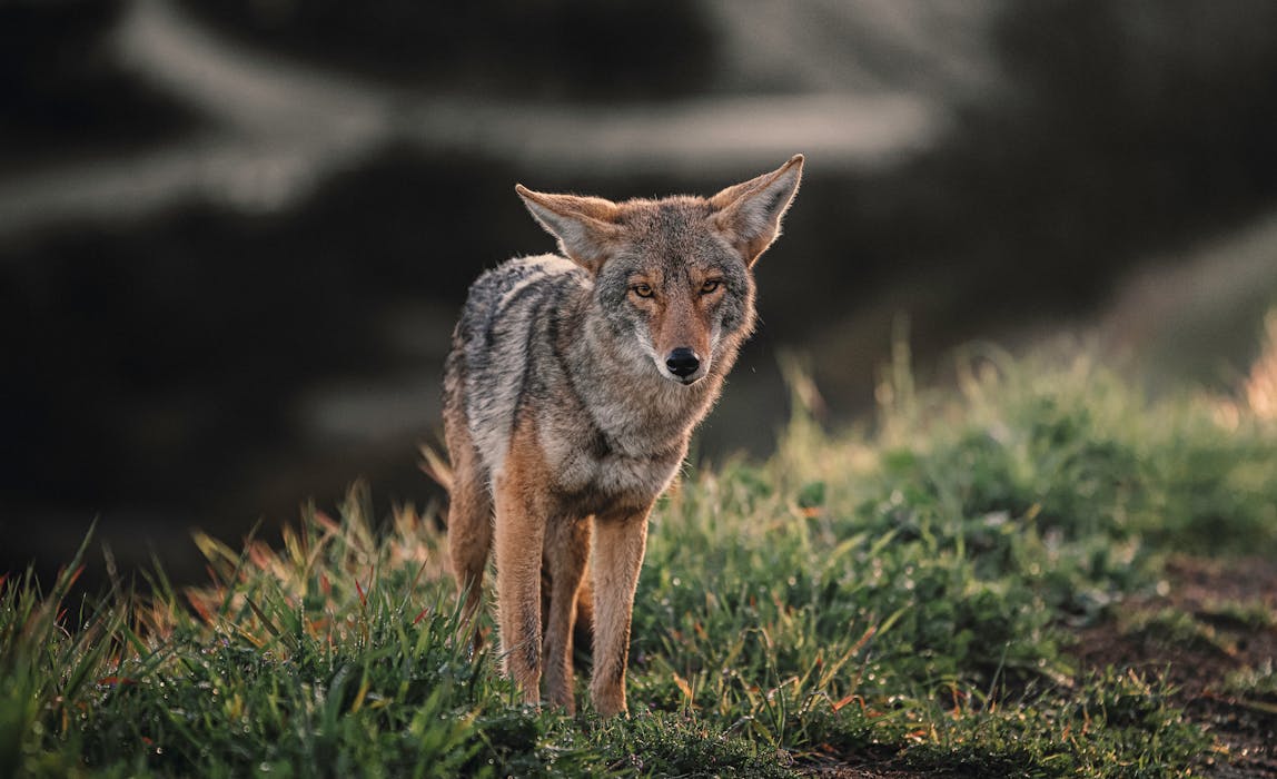coyote