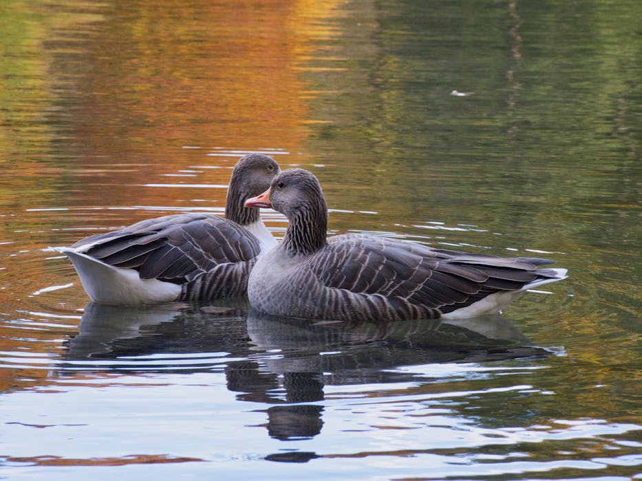 Pair of Greylag Geese