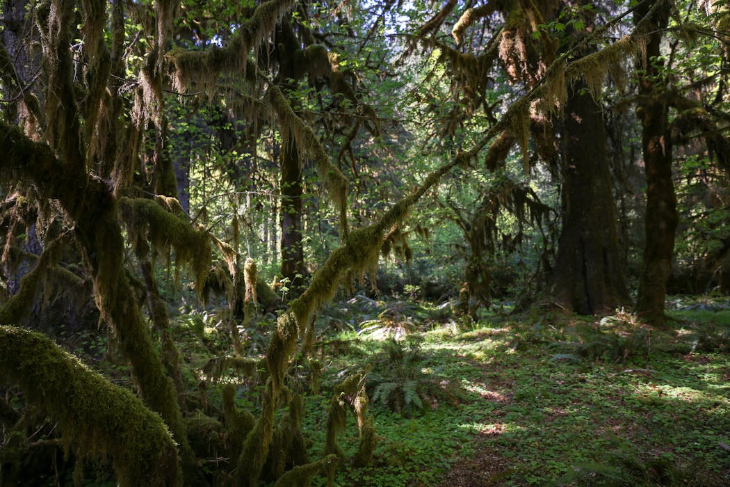 Olympic National Park, Washington