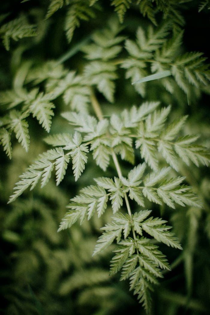 Poison Hemlock