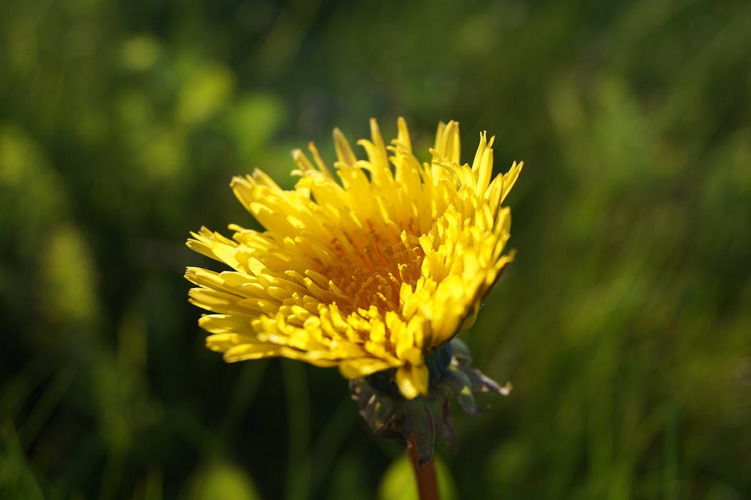 Dandelion Greens