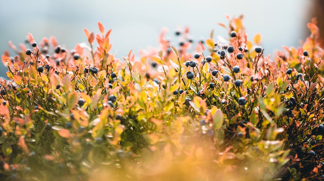 taiki-ishikawa-w6EMxsk8CDA-unsplash Wild Plants