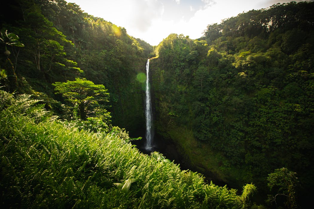 Manoa Falls Trail, Hawaii