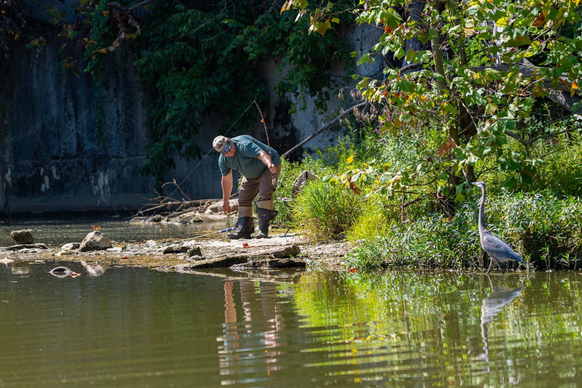 Fisherman and Blue Heron by Riverbank in Pennsylvania