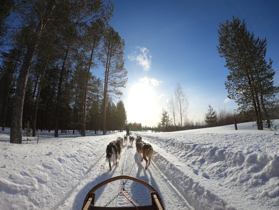 Arctic Dog Sledding Expeditions
