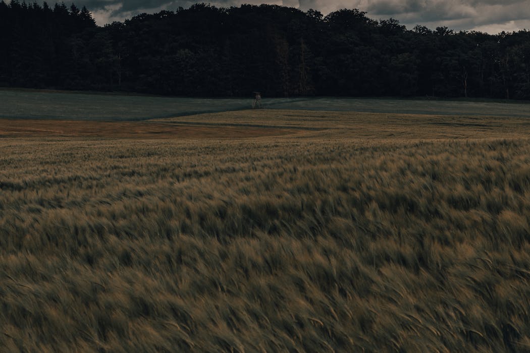 Grass field near forest in overcast weather