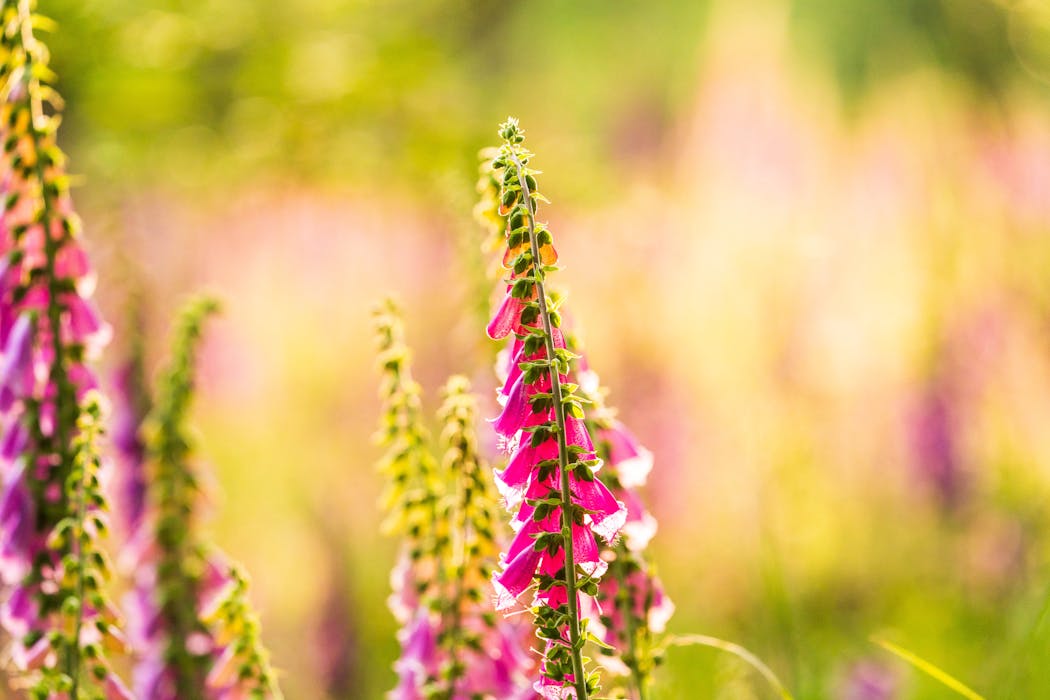 Foxglove