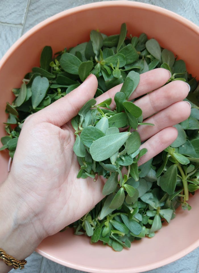 Purslane