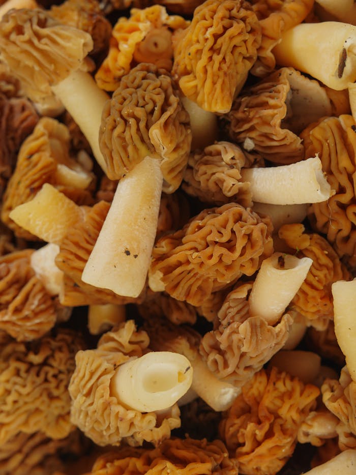 Morel Mushrooms