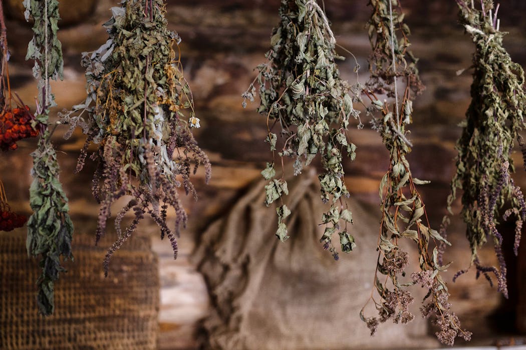 Collections of Dried Leaves and Flowers Hanging on Ropes