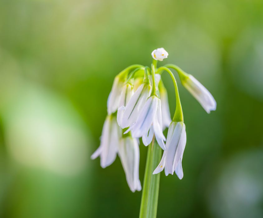 Wild Garlic