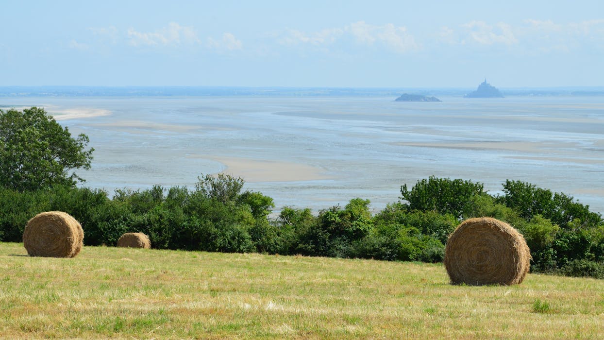 Windbreaks in farmland