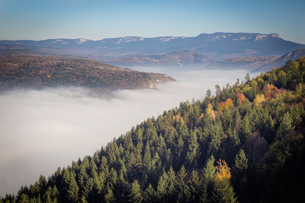 Pine Forests and Evergreen Pockets