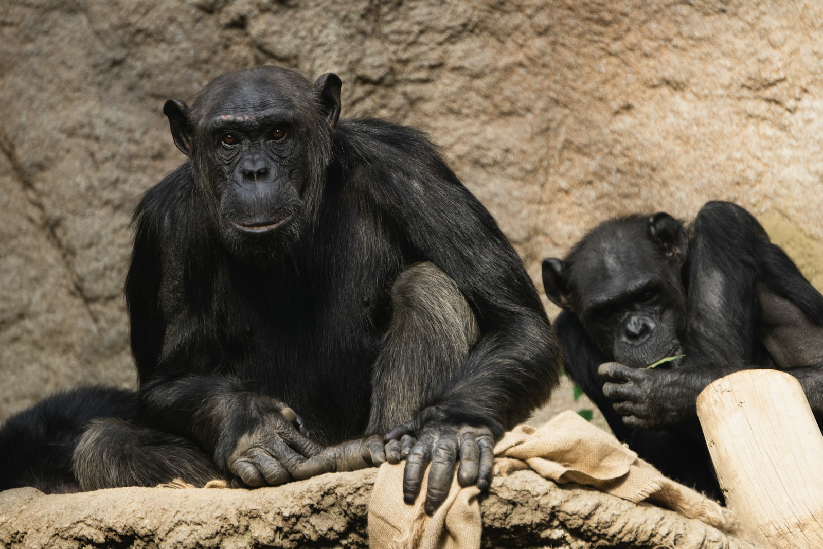 Couple of Chimpanzees Plan and Predict
