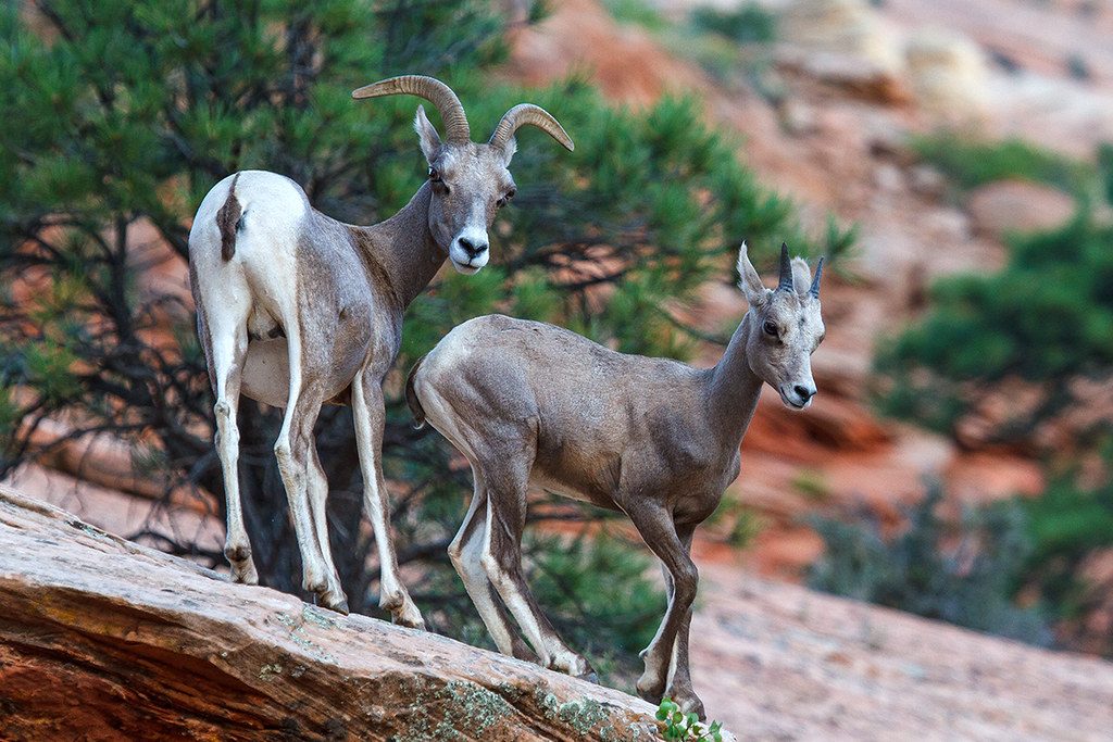 Wildlife Watching in Zion
