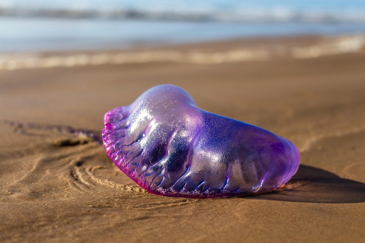 Portuguese man o' war, sand