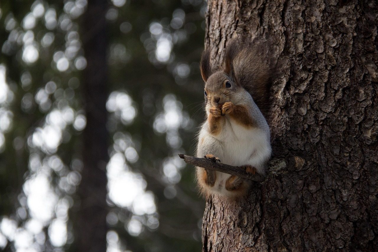 A Squirrel Eating it's Food