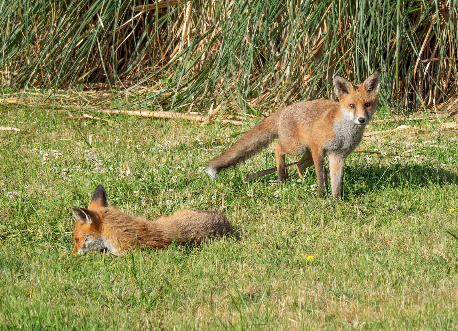Two foxes are relaxing in a grassy field.