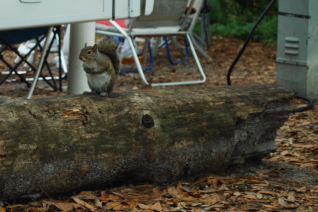 A squirrel near camp