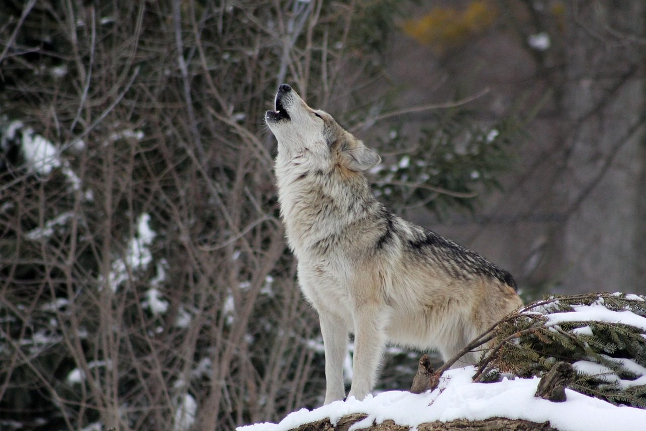 Coyotes Howl at Dusk