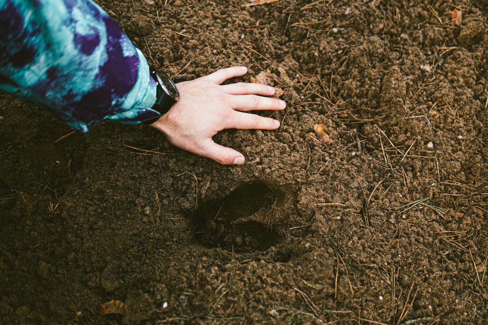 A Man Notice Animal Tracks in Forest
