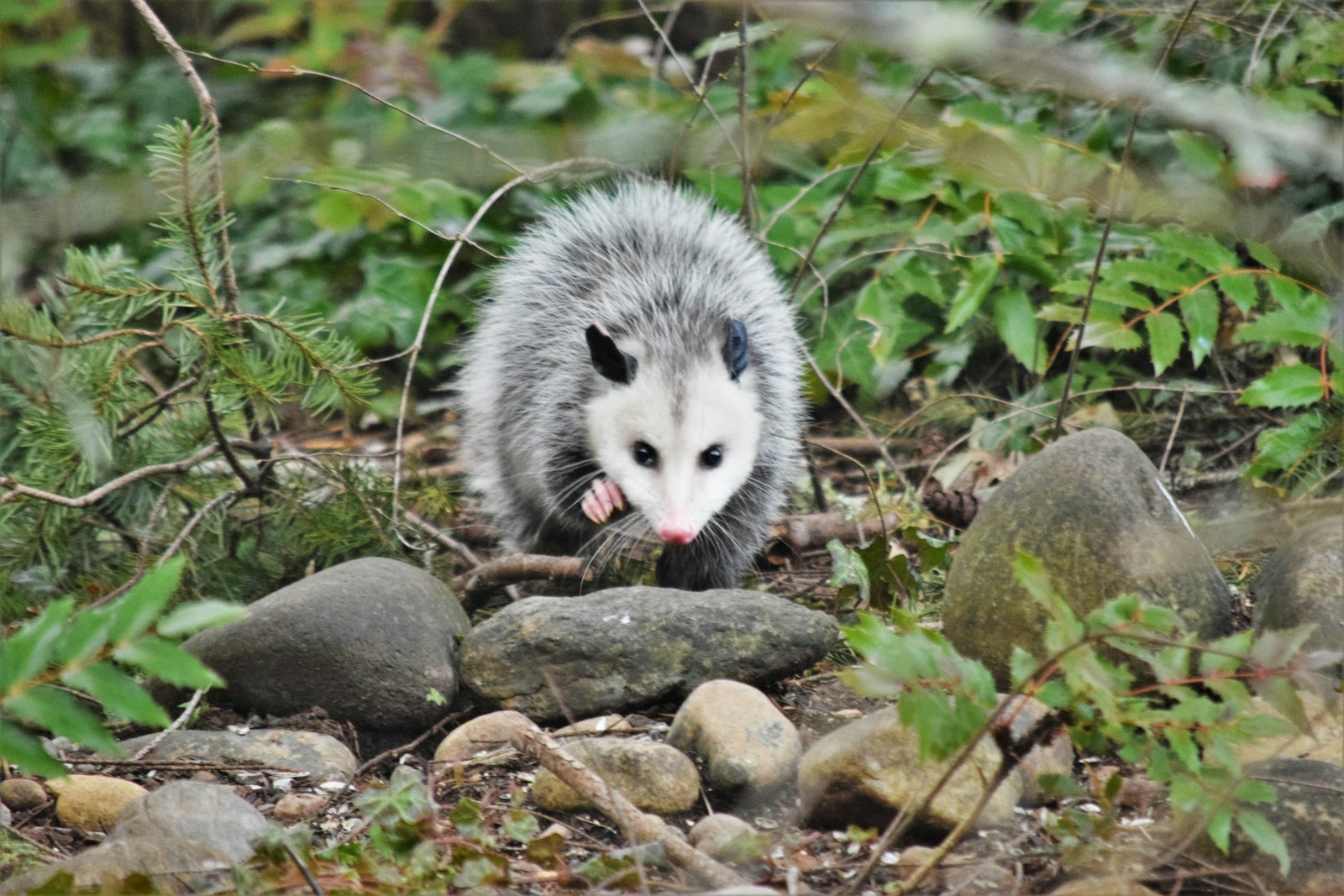 Opossums near camp