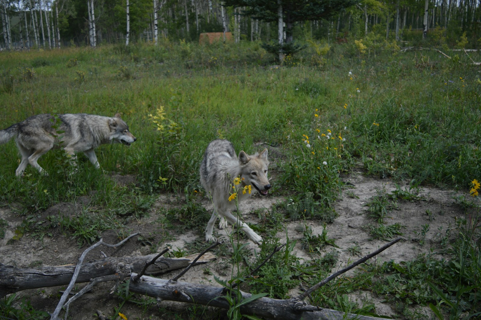 Coyotes near camp