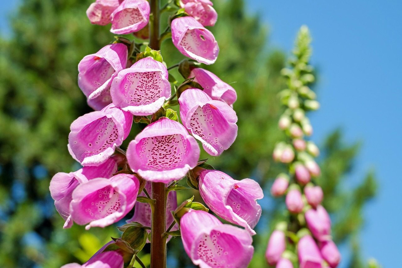 Foxglove