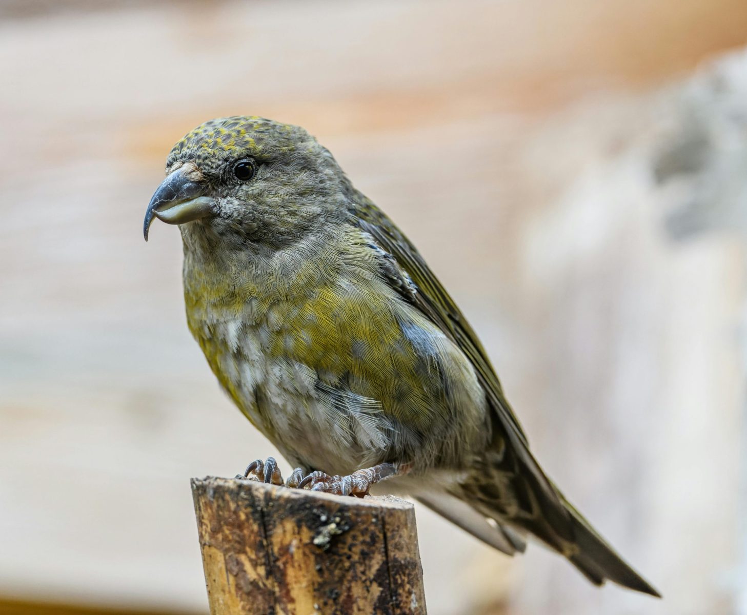 Detailed close-up of a Red Crossbill perched on a branch, showcasing its unique bill.