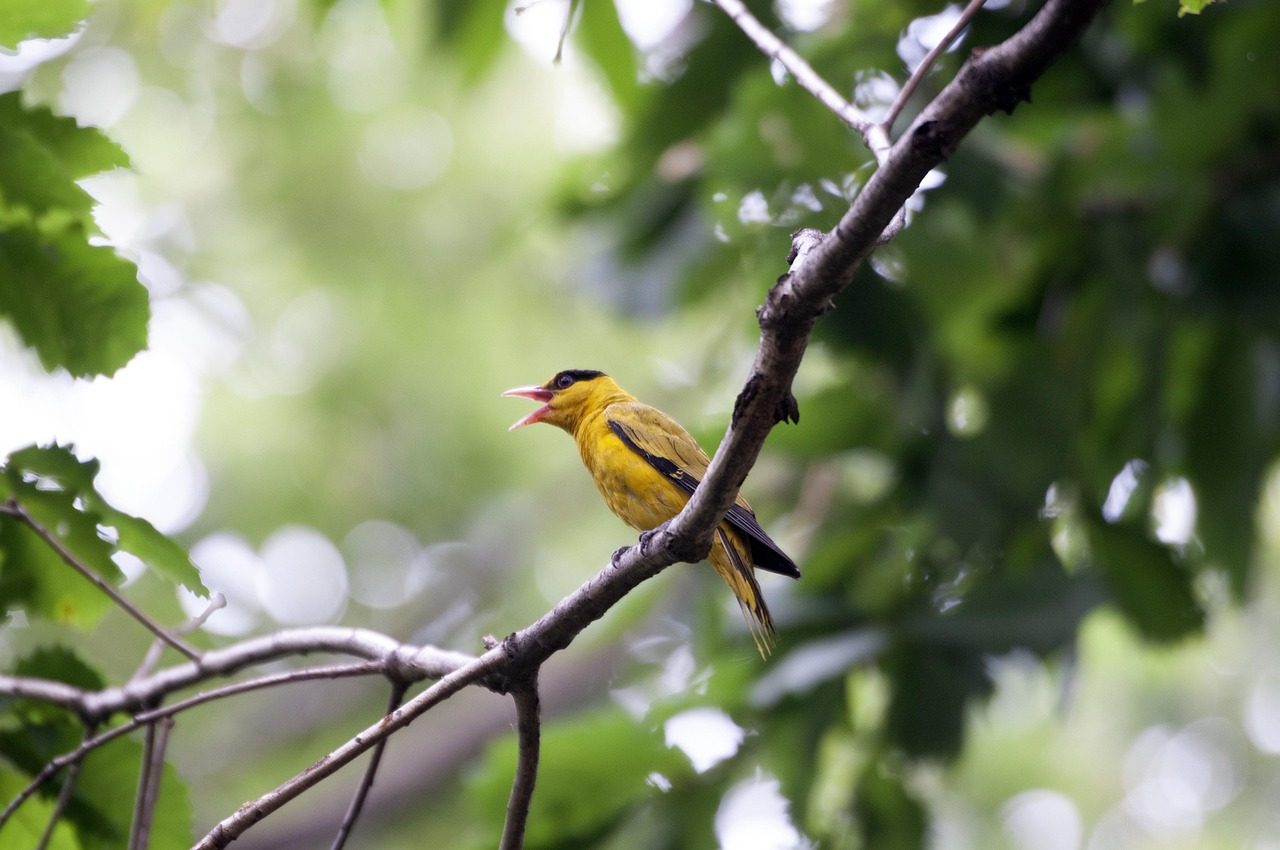 Birdsong Identification