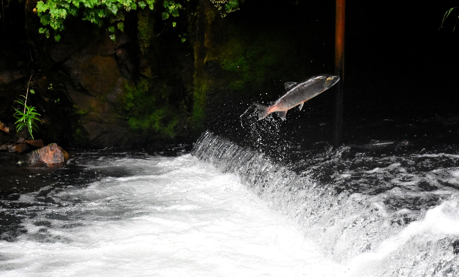 Salmon Runs in the Pacific Northwest