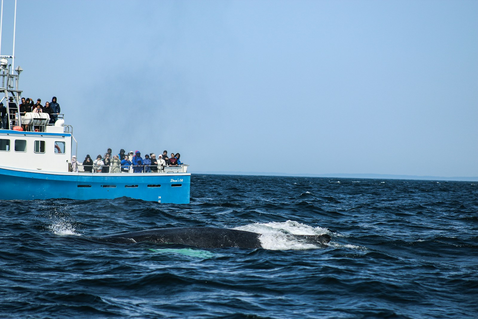 Whale Hunting in Japan’s Taiji