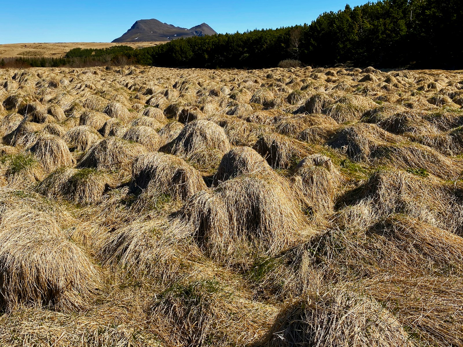a field of dry grass